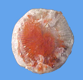 red horn coral