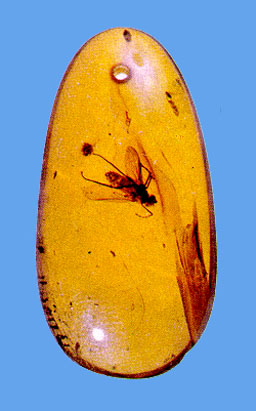 amber