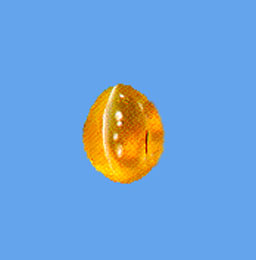 cat's eye