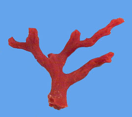 coral