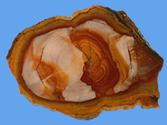 petrified wood