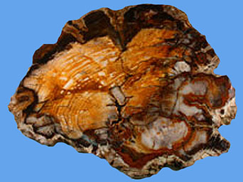 petrified wood