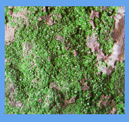 uvarovite