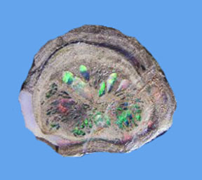 wood opal