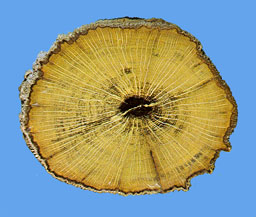 wood opal
